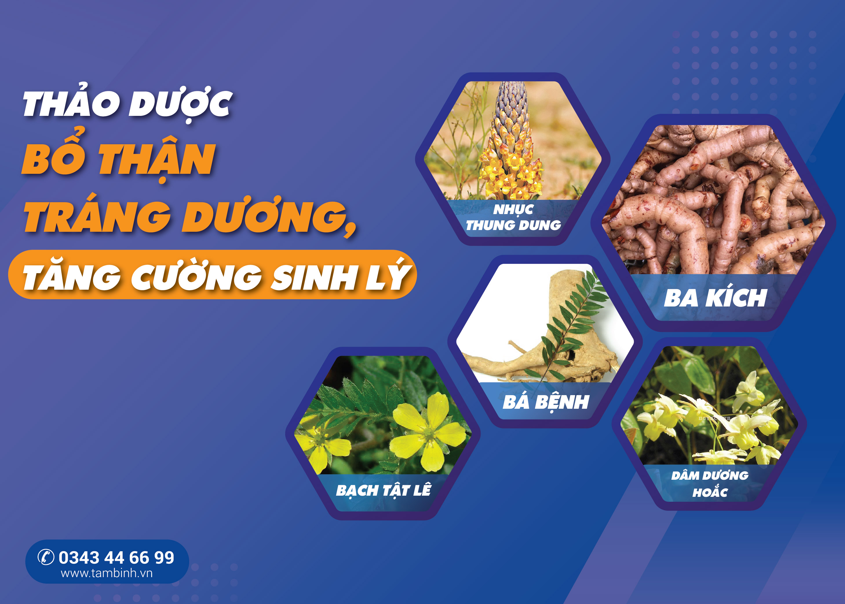 Top 5 thảo dược bổ thận tráng dương, tăng cường sinh lý tốt nhất