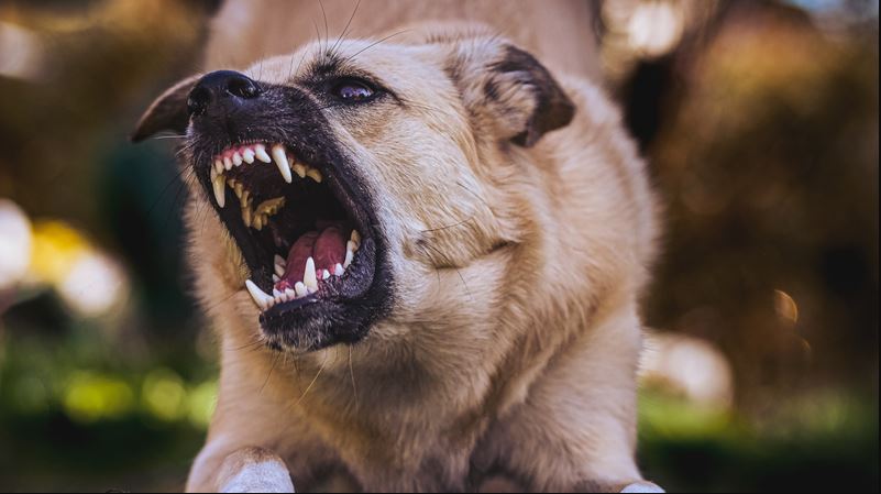 Bình Thuận: Người đàn ông tử vong sau hơn 2 tháng bị chó cắn